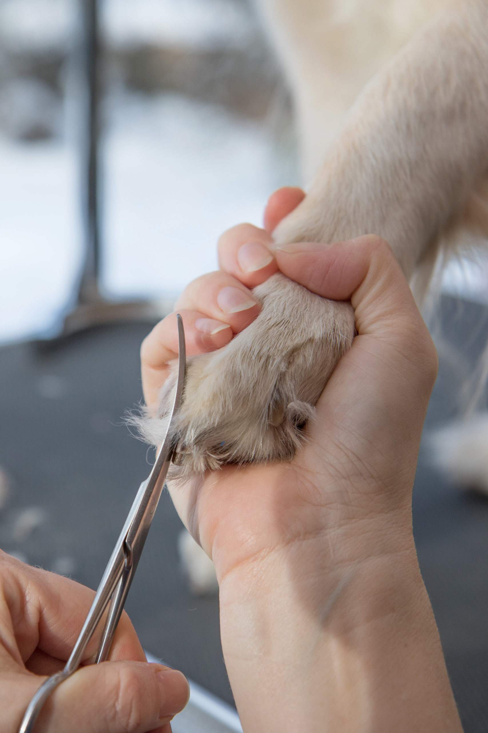 How to Restrain a Large Dog For Nail Clipping