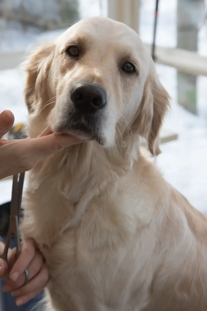 How to Restrain a Large Dog For Nail Clipping