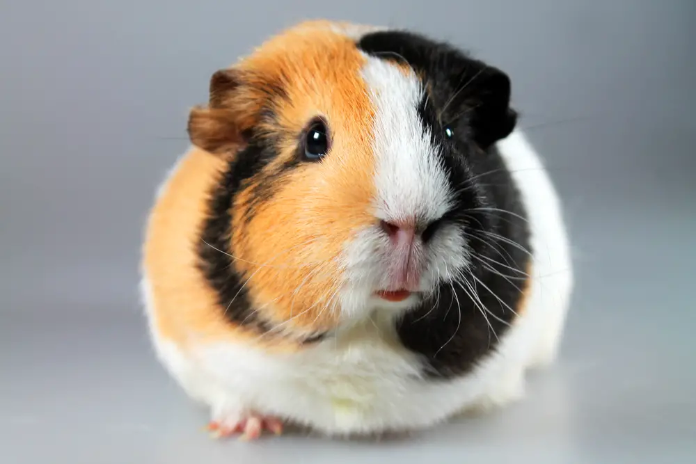 can guinea pigs eat radish