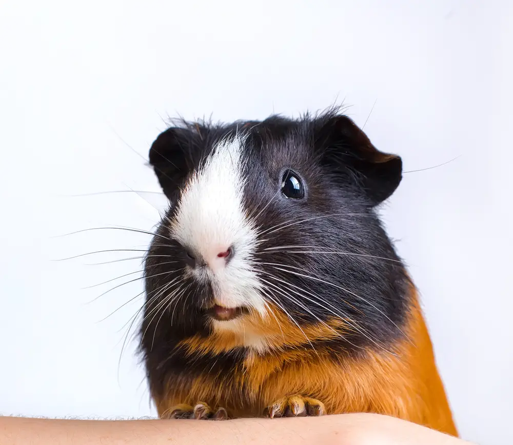 can guinea pigs eat fennel