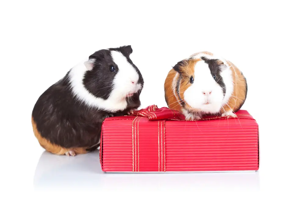 can guinea pigs eat carrot tops