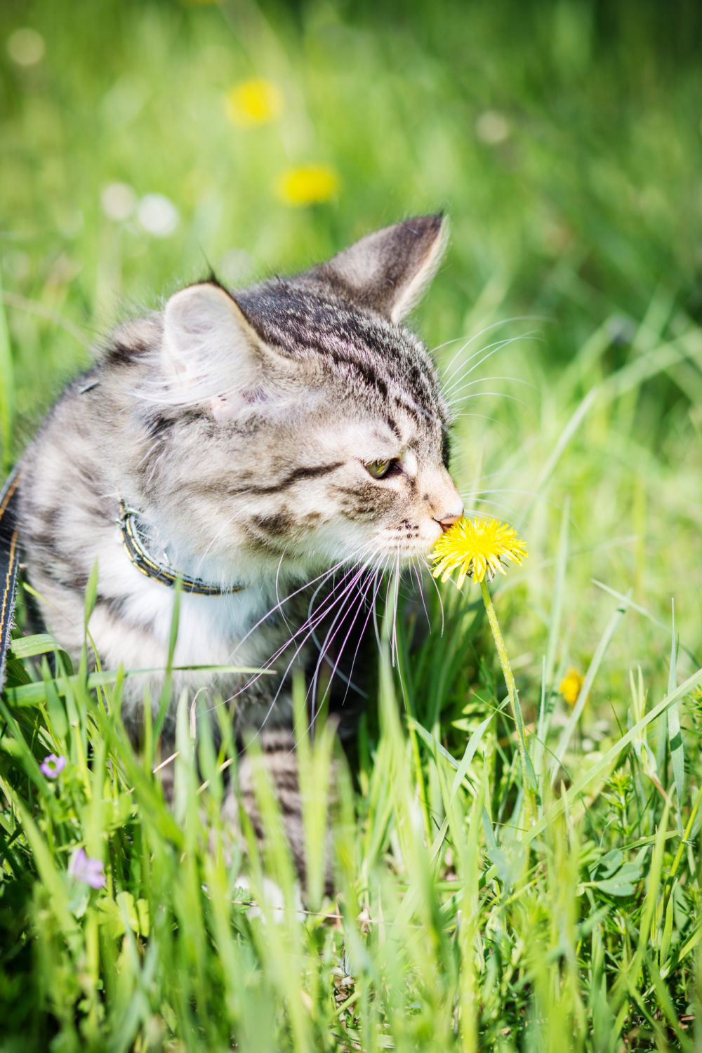 What Smells Do Cats Hate The Most? 10 Surprising Scents