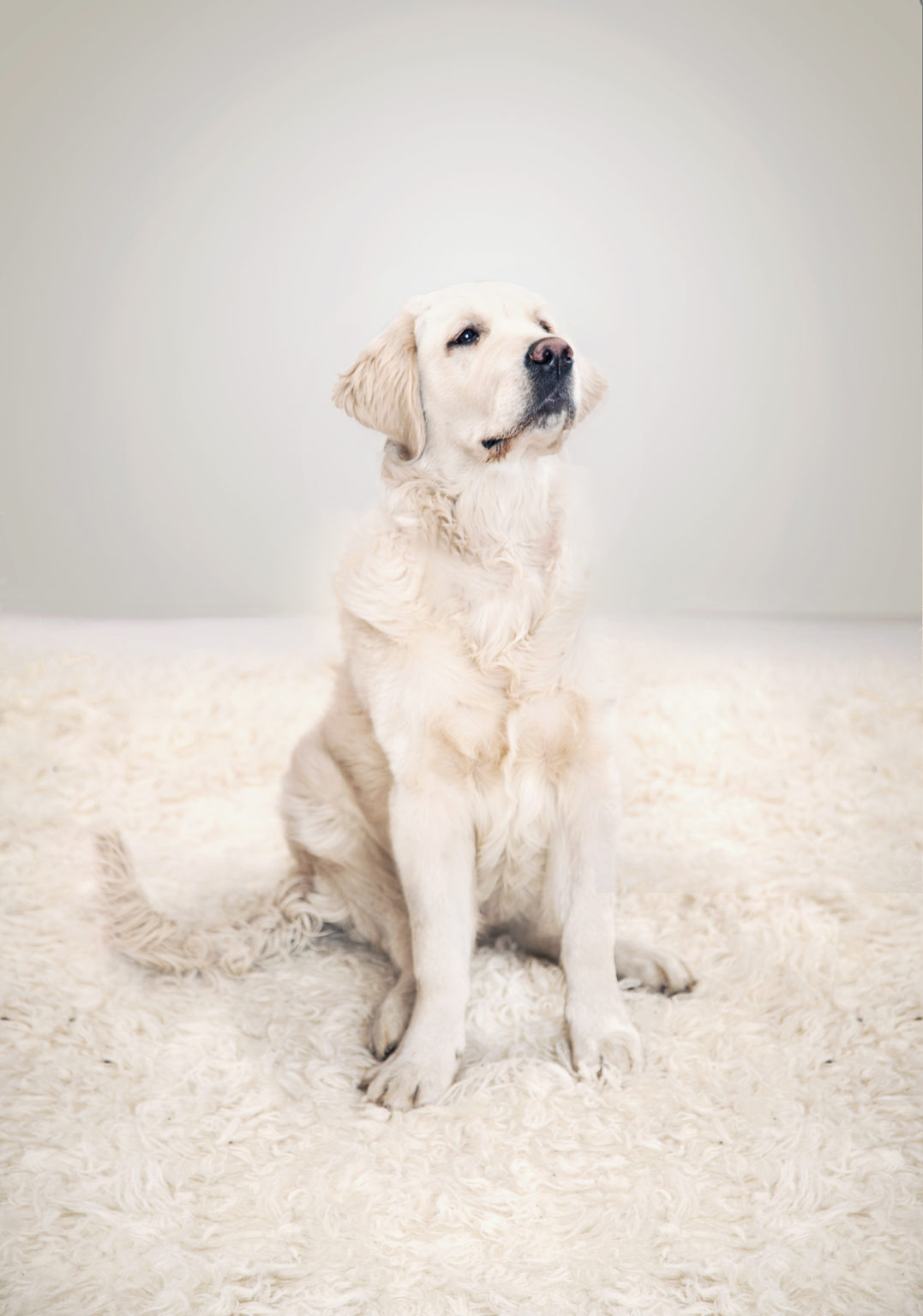 How To Clean Dog Poop From Carpet (StepbyStep Guide)