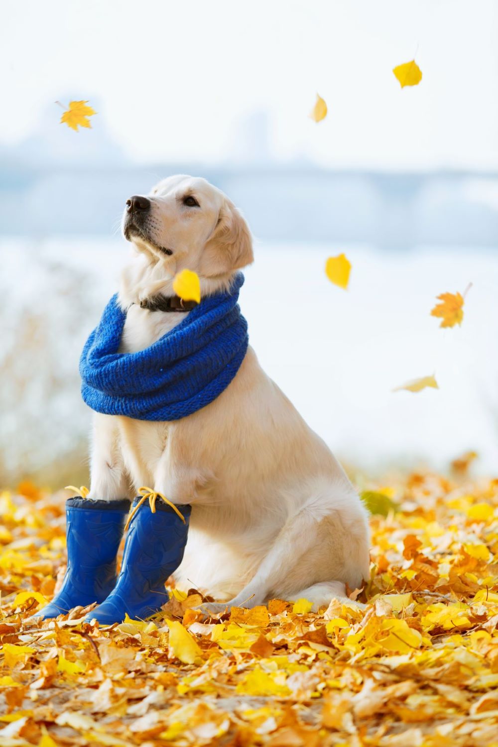 How To Make Dog Booties (DIY Guide)