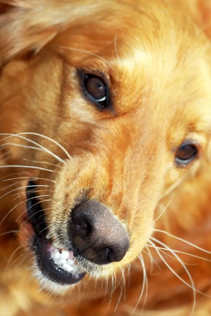 how to remove plaque from a dog's teeth