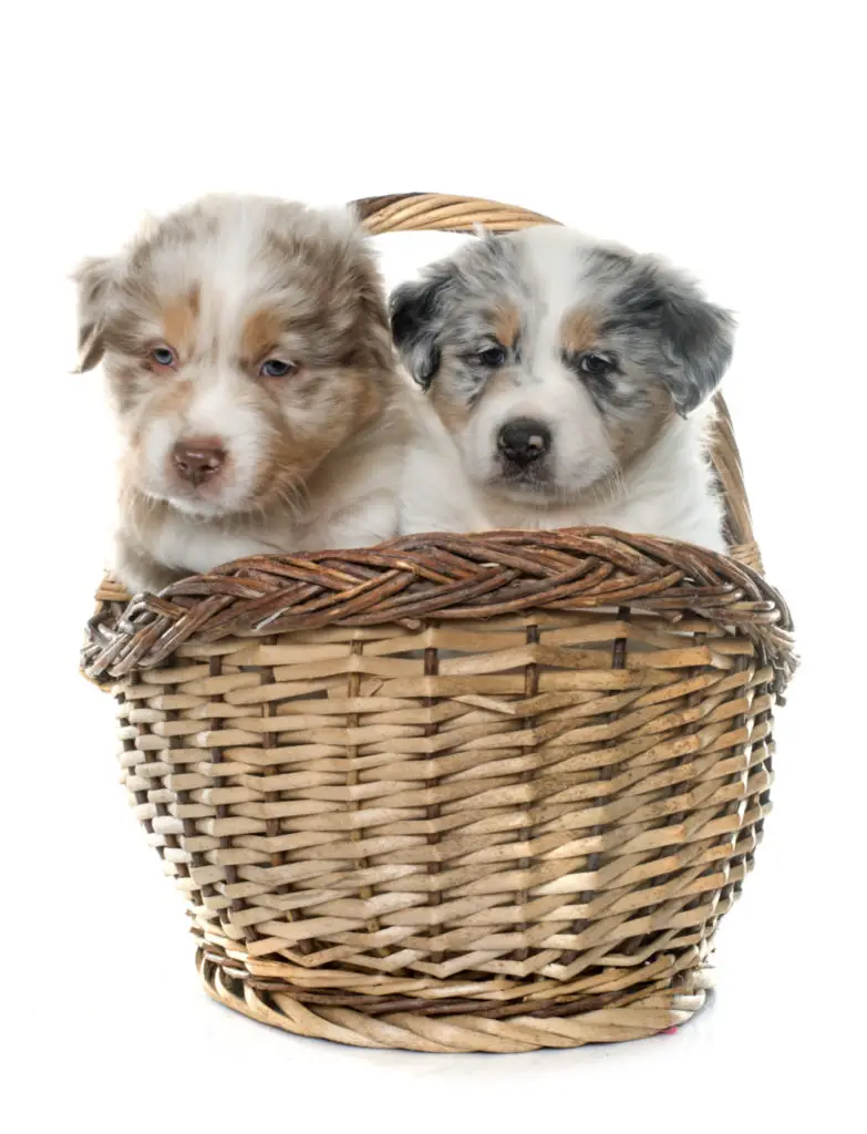 do australian shepherds shed