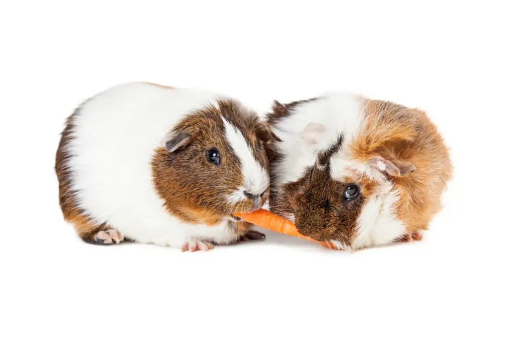 Are orange fruits available for guinea pig consumption