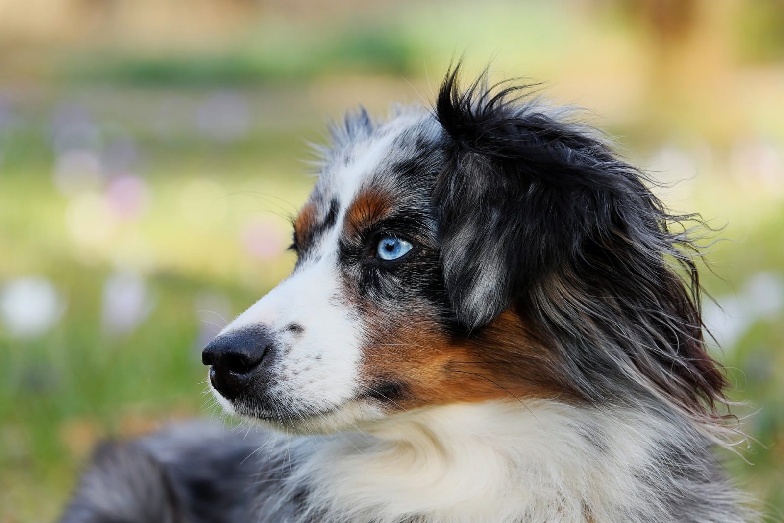 are australian shepherds prone to hair loss