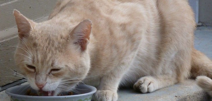 How Much Should A 10 Week Old Kitten Eat