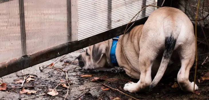 How To Bury Underground Dog Fence, Do You Have To Bury An Underground Dog Fence