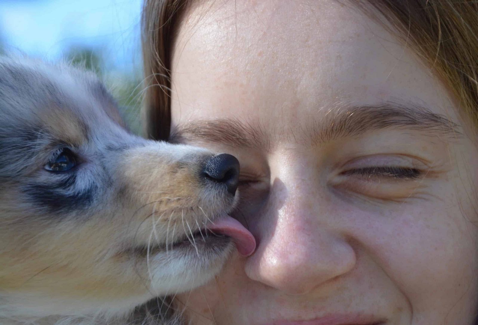 ask a vet why do dogs get eye boogers