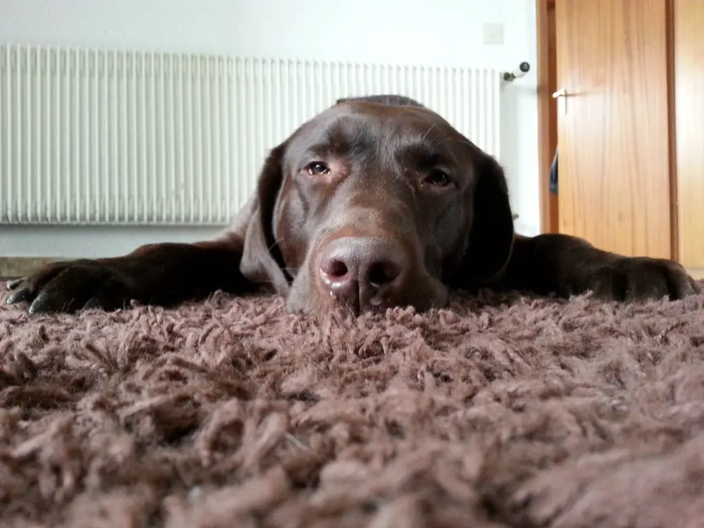 how-to-clean-up-dog-vomit-from-carpet-hardwood