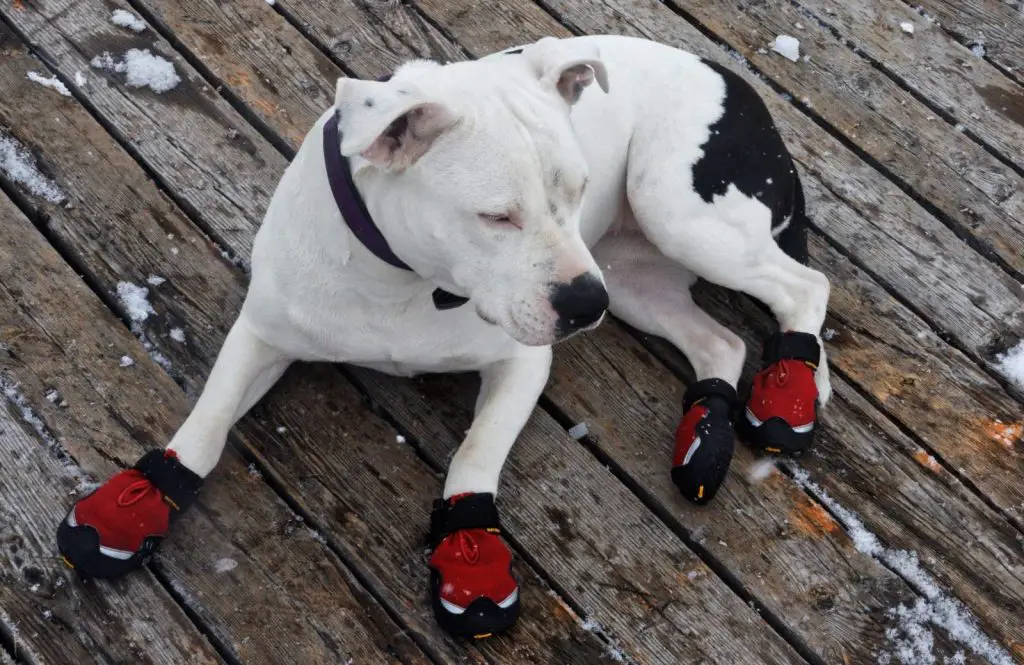 How To Make Dog Booties (DIY Guide)