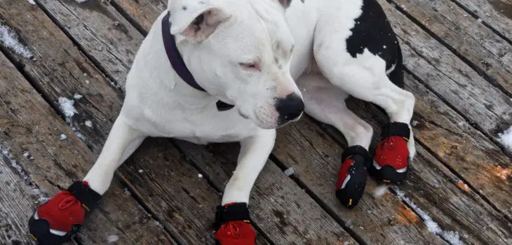 How To Make Dog Booties (DIY Guide)