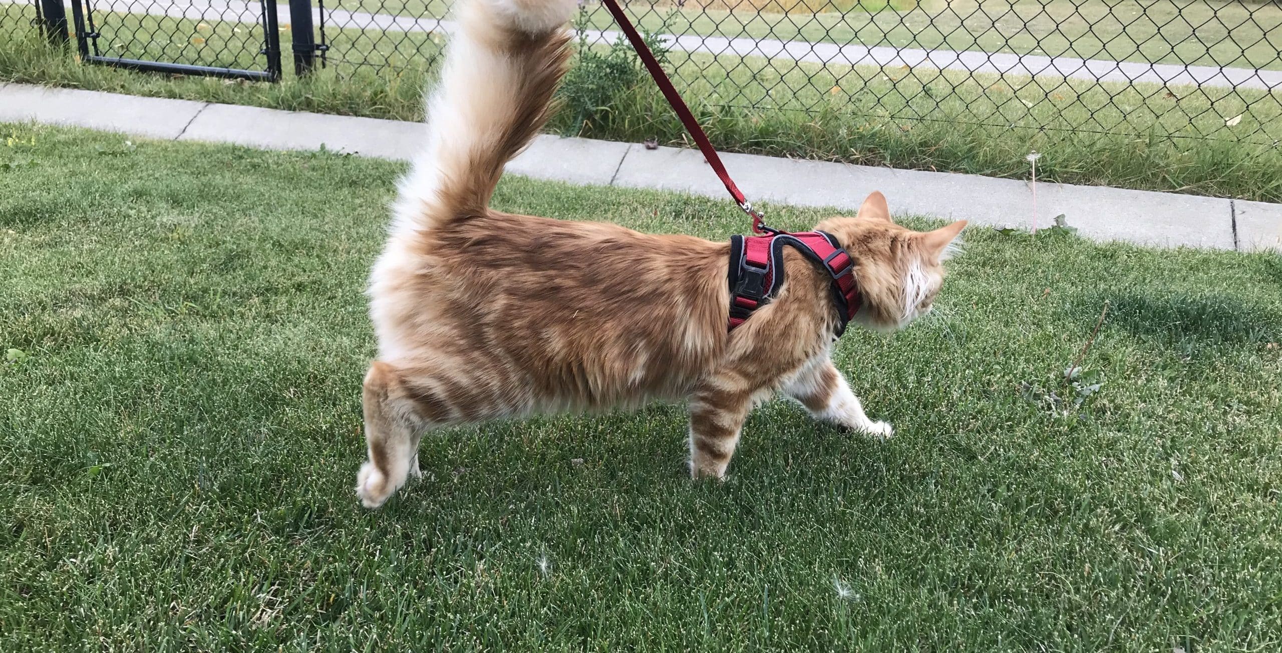 How To Leash Train A Kitten for Outdoor Walks