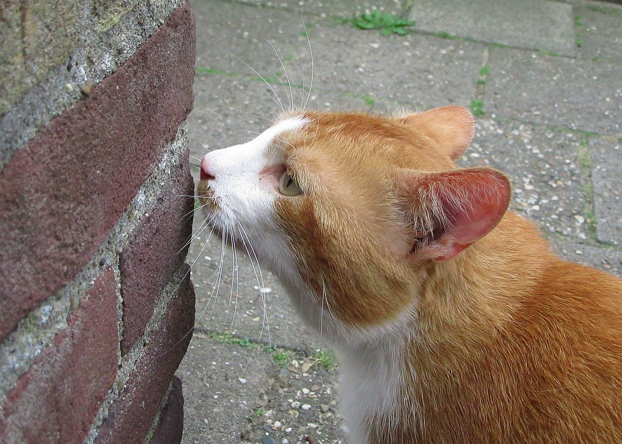What Smells Do Cats Hate The Most? 10 Surprising Scents