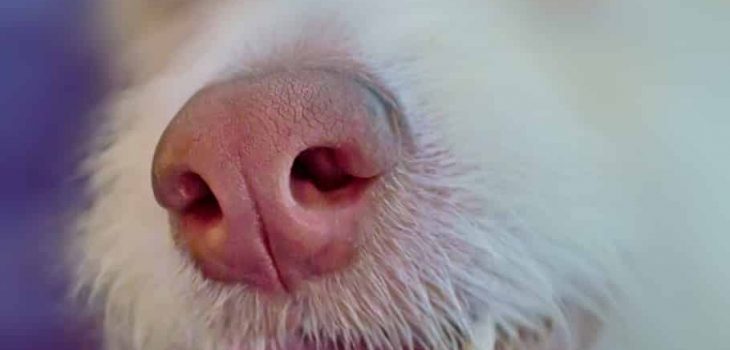 Why Does My Dog Smell Fishy? 5 Possible Causes