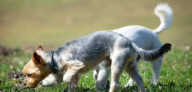 Why Does My Dog Smell Like Pee? 6 Reasons