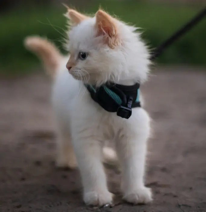 benefits of leash training a kitten