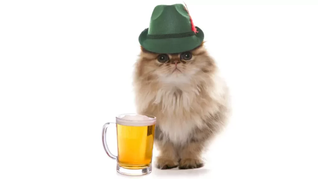 can cats drink beer