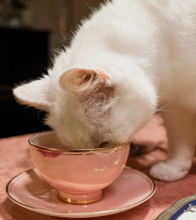 can cats drink chamomile tea