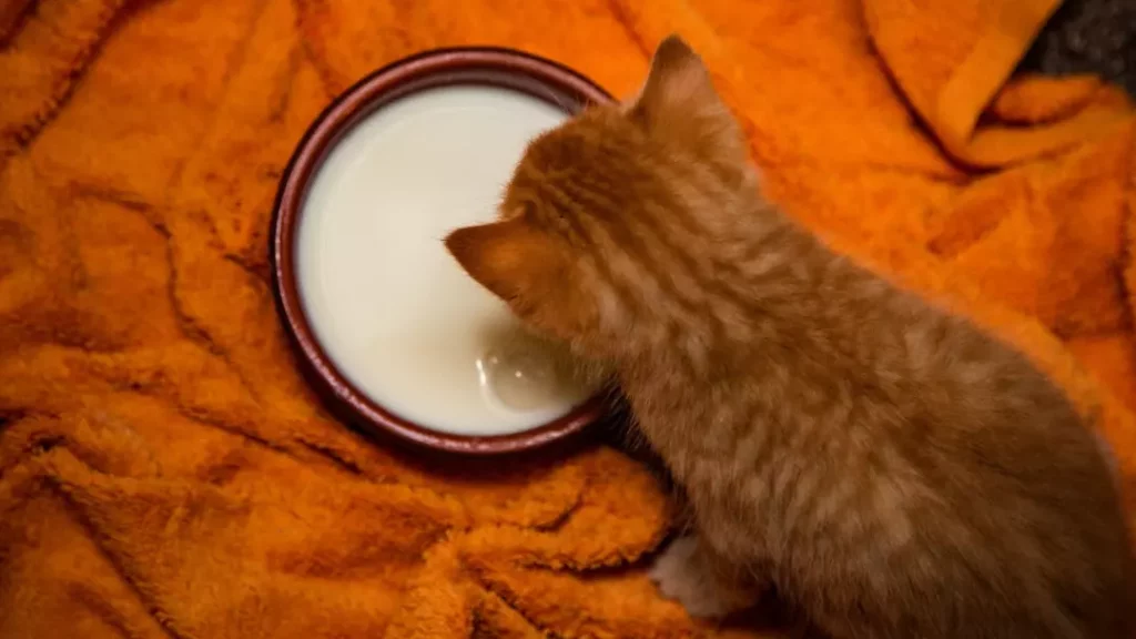can cats drink rice milk