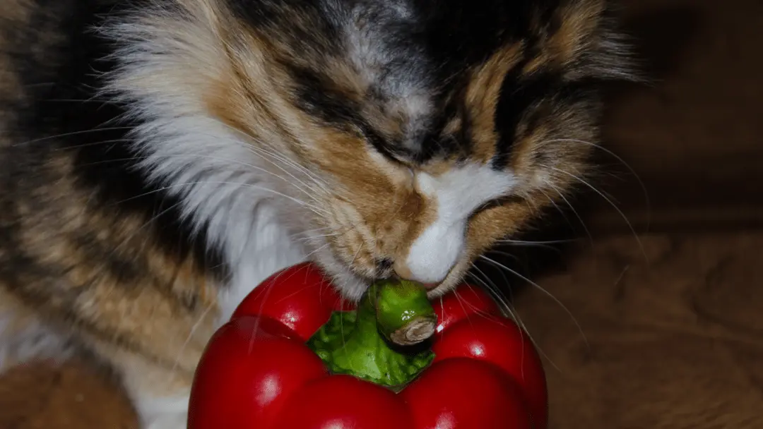 can cats eat pepper