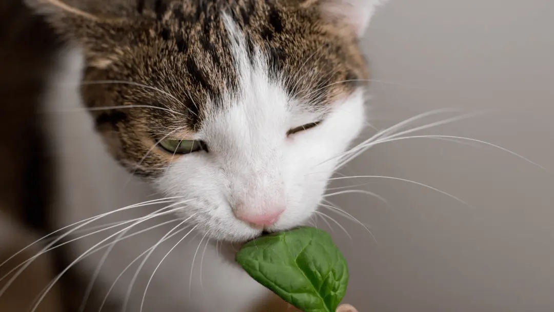 can cats eat spinach