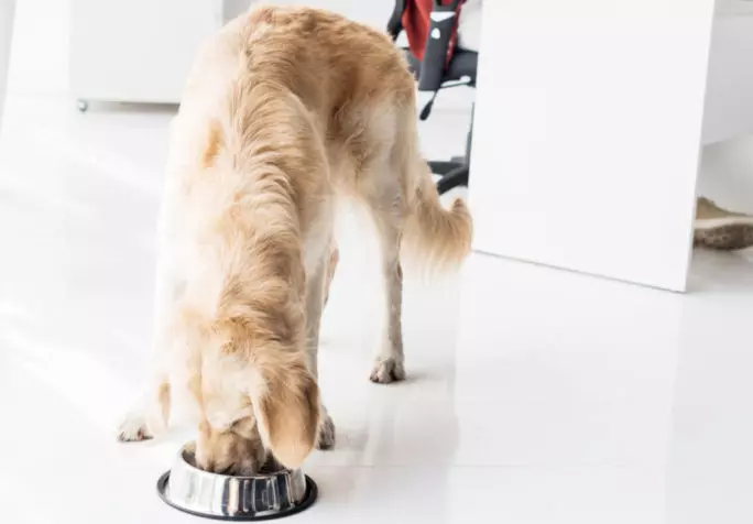 Can dogs eat salt and pepper