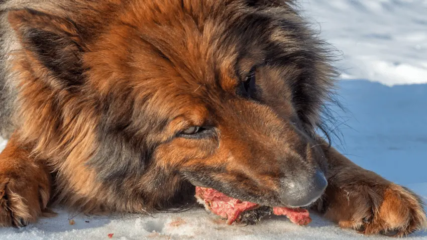 Can dogs get food poisoning from spoiled meat