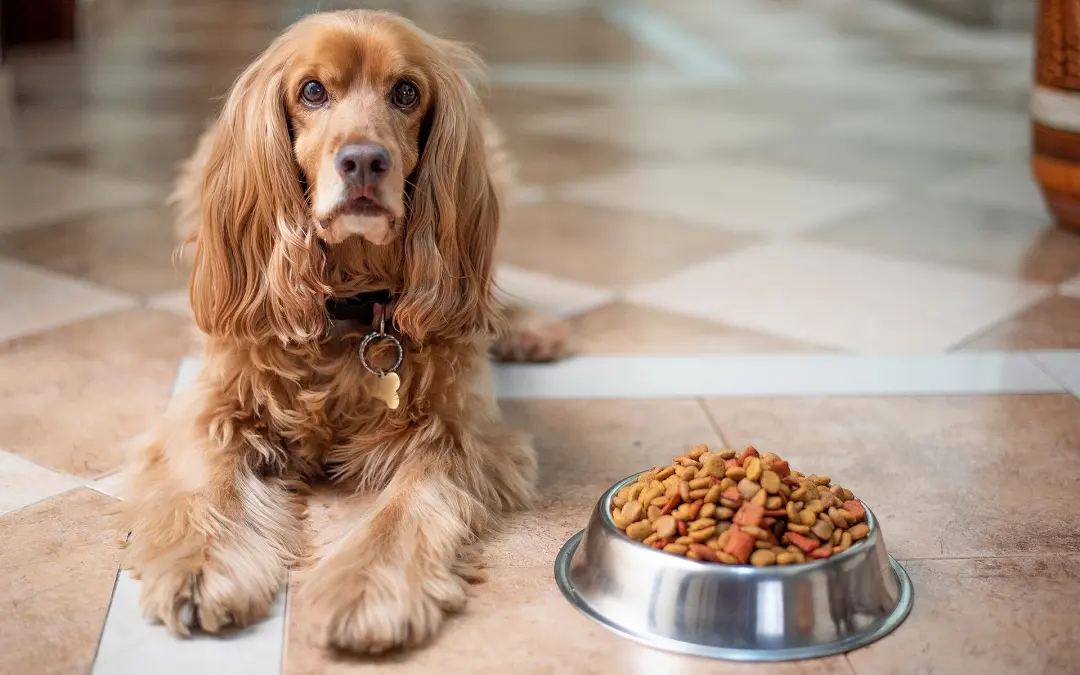 can dry dog food go bad in heat
