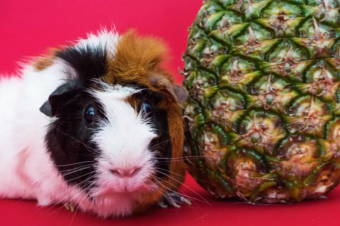 can guinea pigs eat pineapple