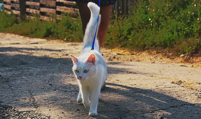 cat breeds you can walk on a leash
