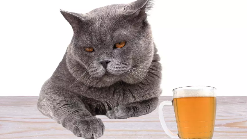 cat-drink-beer