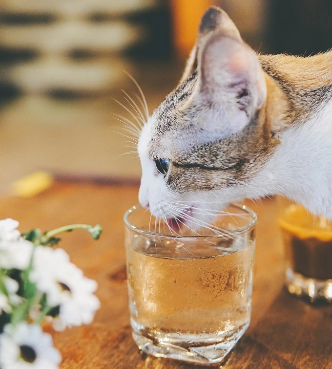 cats drinking beer