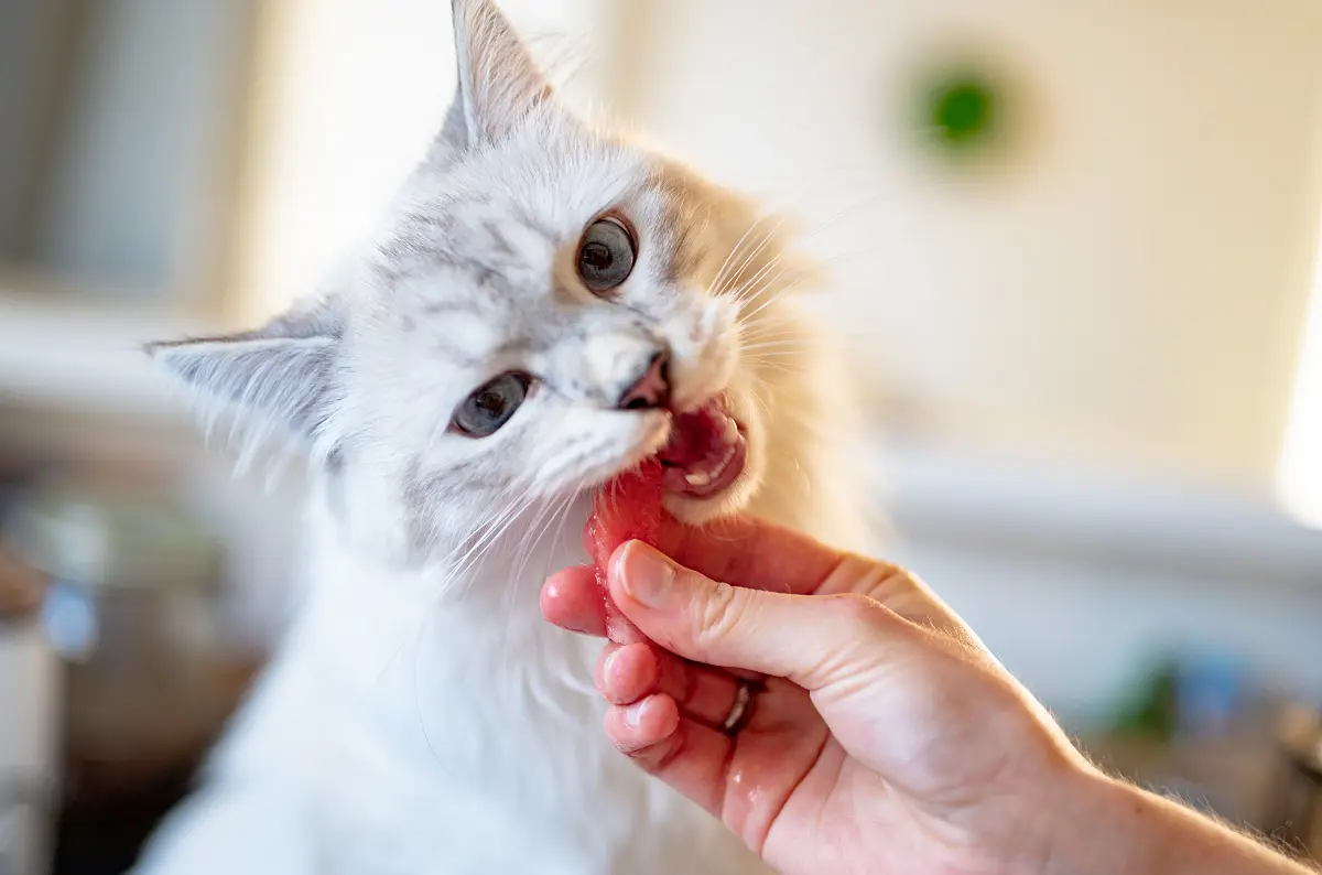 cats eating watermelon