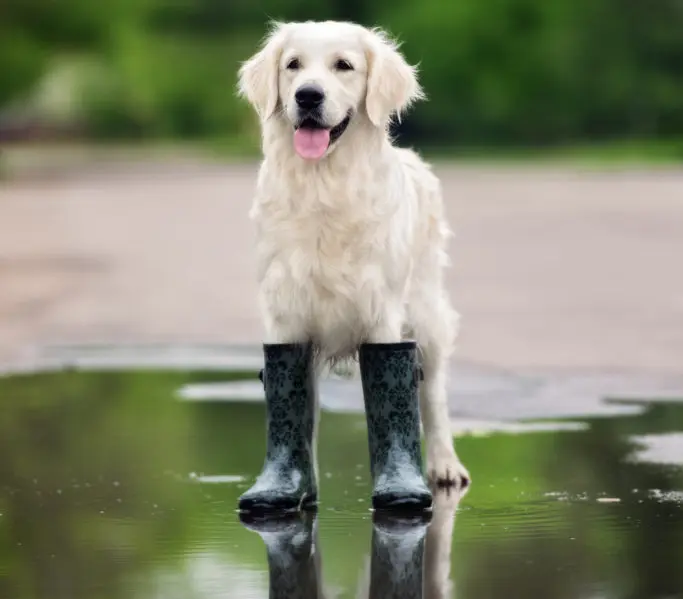 dog booties