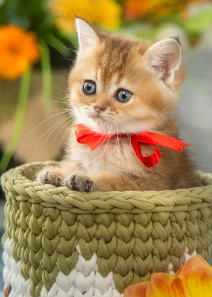 Facts you need to know for National Kitten Day