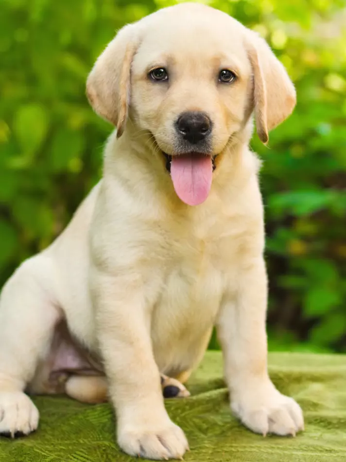 How can I freshen my puppy’s breath