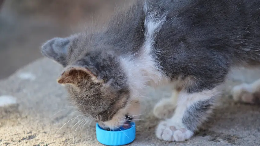 How much food should a 10-week old kitten eat