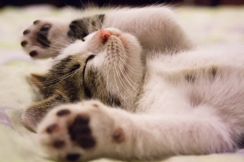 How much sleep do 10-week old kittens get