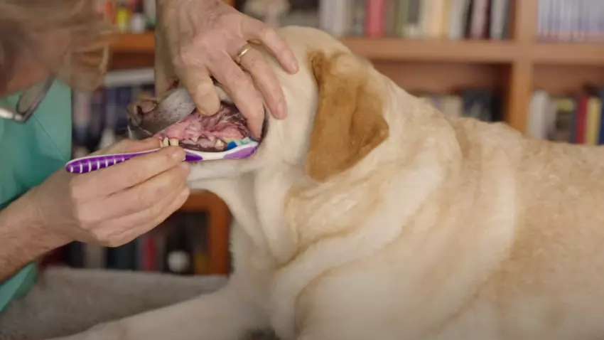 How to brush your dog's teeth