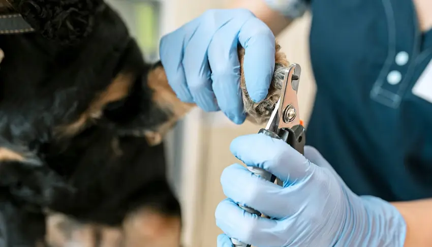 how to cut an uncooperative dogs nails