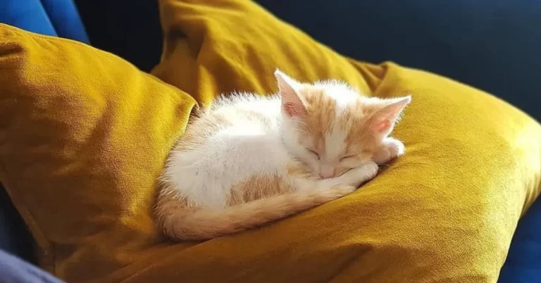 How To Get A Kitten To Sleep On Its First Night At Home