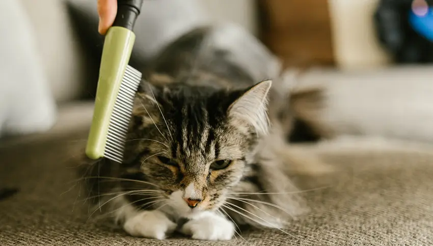 How to groom a kitten with long hair