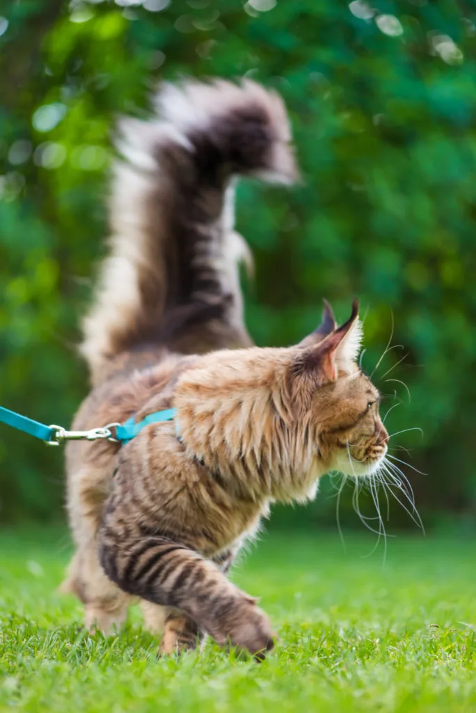 how to leash train a kitten for outdoor walks