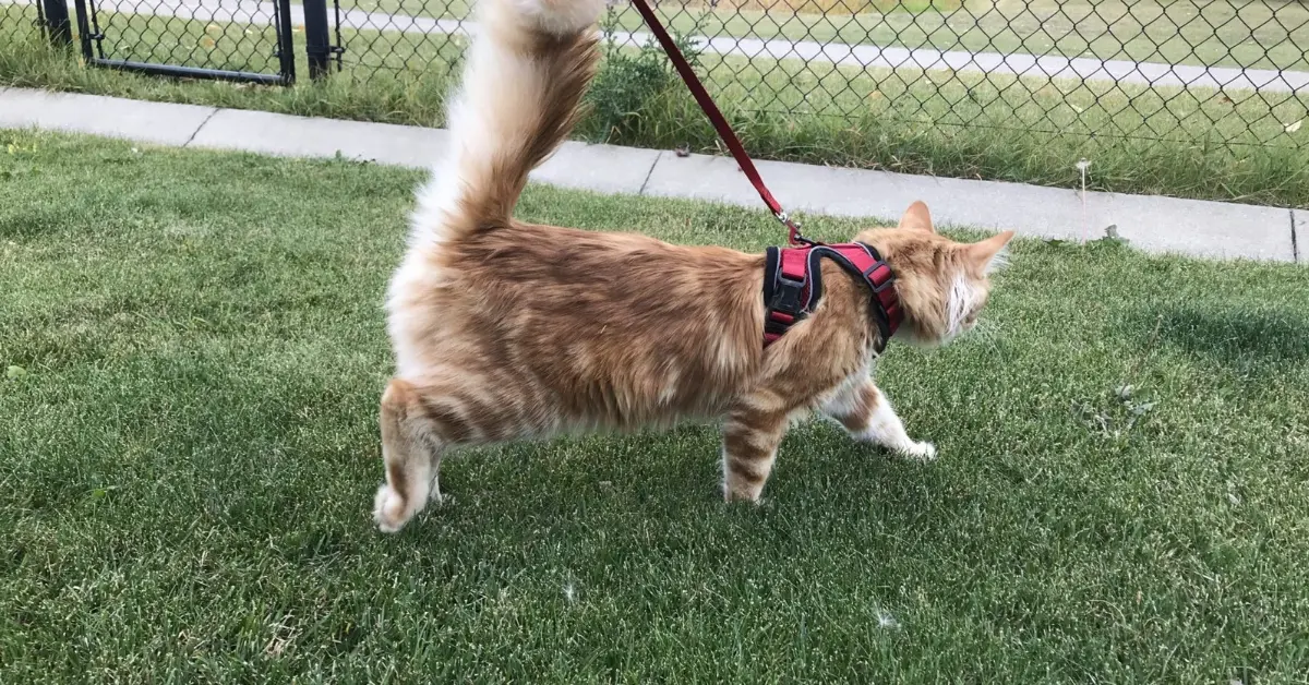 how to leash train a kitten