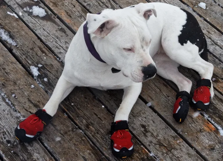 How To Make Dog Booties (DIY Guide)