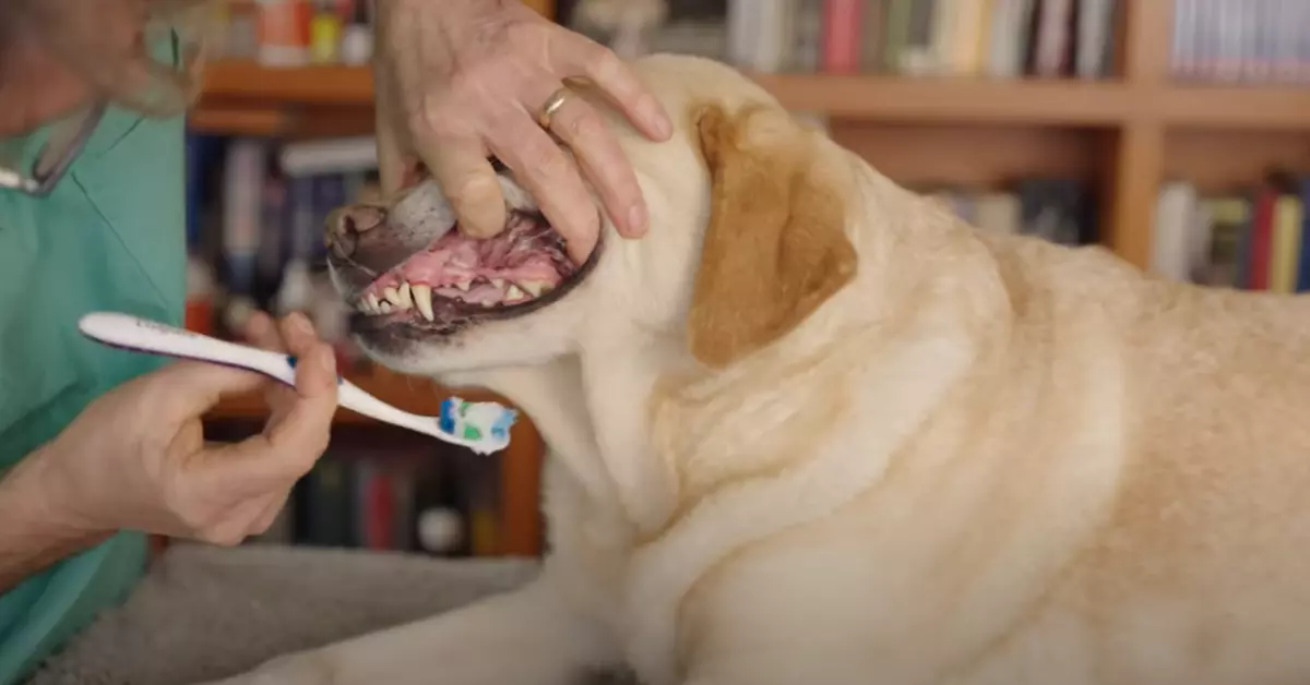 how to make dog toothpaste