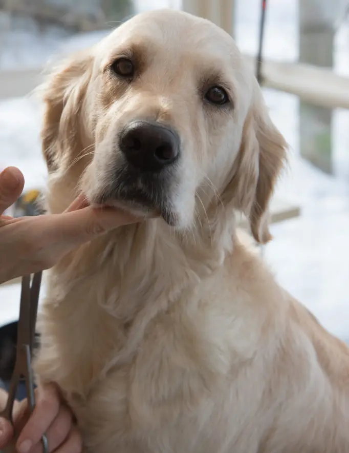 how to restrain a dog for nail clipping